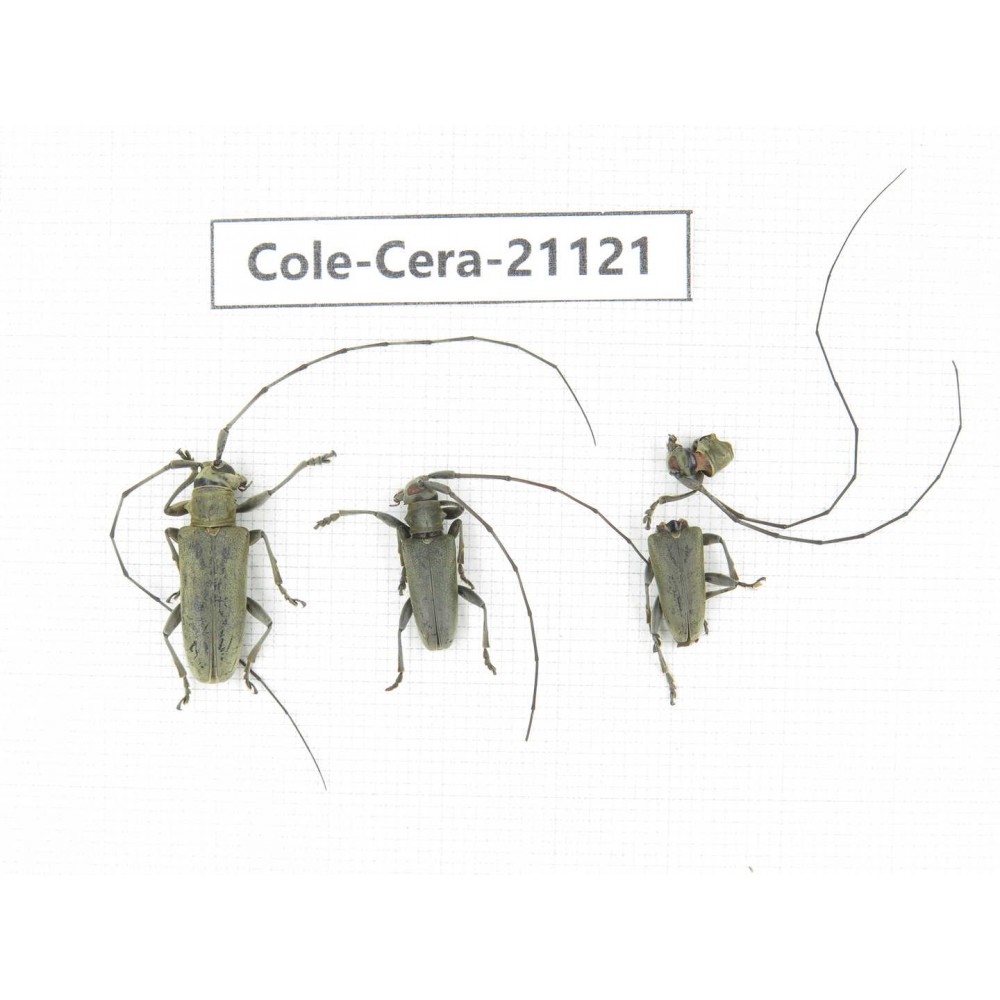 Cerambycidae sp. China, Yunnan, Honghe, Jinping county. 3Pcs. Cole-Cera-21121.