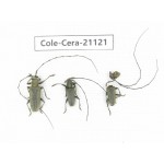 Cerambycidae sp. China, Yunnan, Honghe, Jinping county. 3Pcs. Cole-Cera-21121.