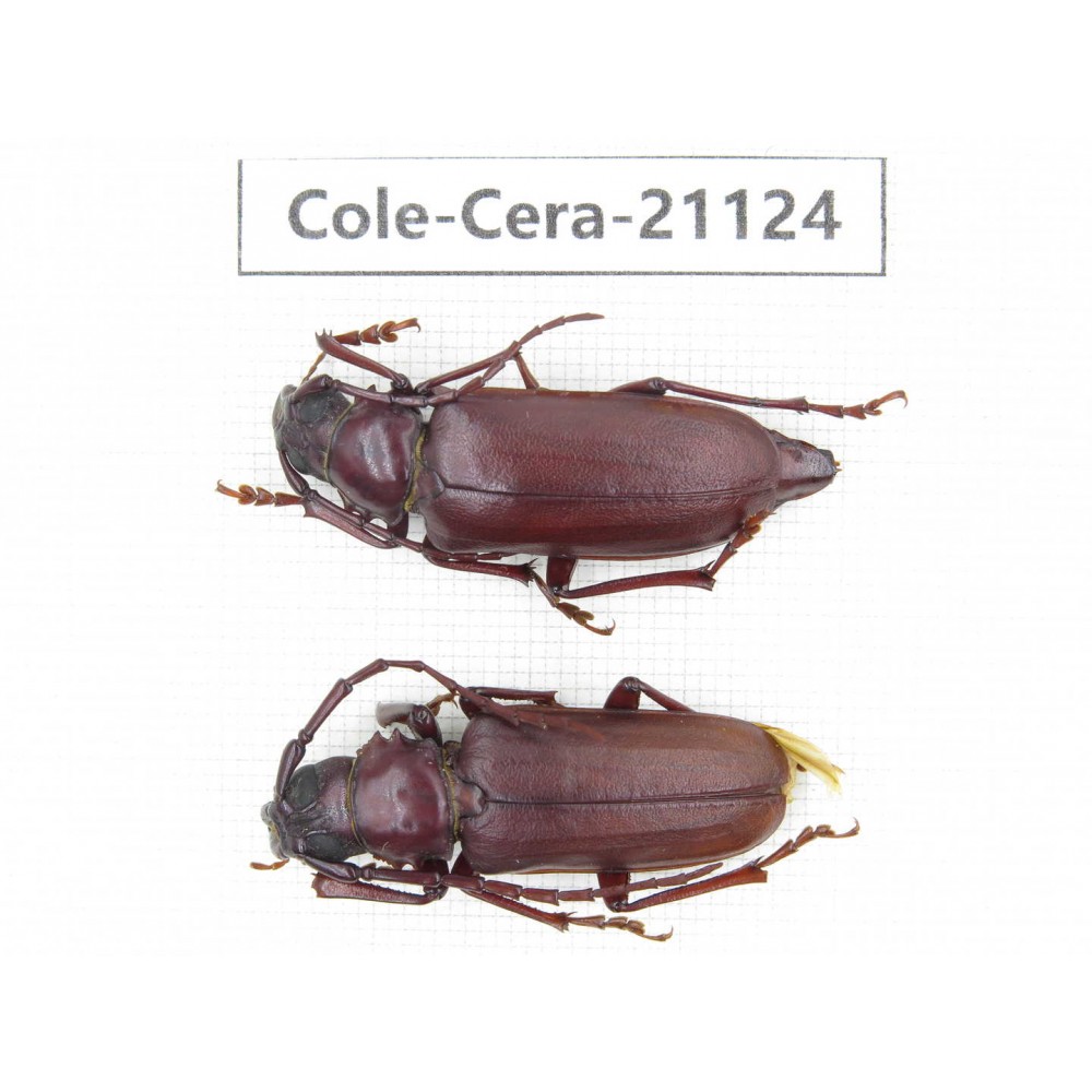 Cerambycidae sp. China, Yunnan, Dehong, Longchuan county. 2Pcs. Cole-Cera-21124.