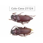 Cerambycidae sp. China, Yunnan, Dehong, Longchuan county. 2Pcs. Cole-Cera-21124.
