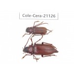Cerambycidae sp. China, Yunnan, Dehong, Longchuan county. 2Pcs. Cole-Cera-21126.