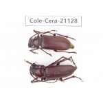 Cerambycidae sp. China, Yunnan, Dehong, Longchuan county. 2Pcs. Cole-Cera-21128.