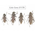 Cerambycidae sp. China, Yunnan, Dehong, Longchuan county. 4Pcs. Cole-Cera-21178.