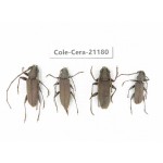 Cerambycidae sp. China, Yunnan, Dehong, Longchuan county. 4Pcs. Cole-Cera-21180.