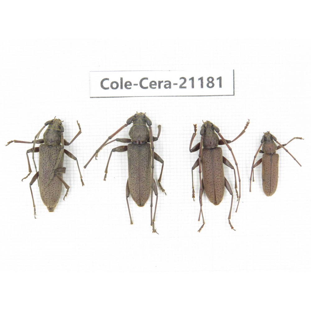 Cerambycidae sp. China, Yunnan, Dehong, Longchuan county. 4Pcs. Cole-Cera-21181.