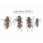 Cerambycidae sp. China, Yunnan, Dehong, Longchuan county. 4Pcs. Cole-Cera-21181.