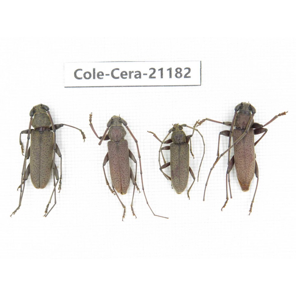 Cerambycidae sp. China, Yunnan, Dehong, Longchuan county. 4Pcs. Cole-Cera-21182.