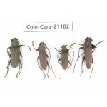 Cerambycidae sp. China, Yunnan, Dehong, Longchuan county. 4Pcs. Cole-Cera-21182.