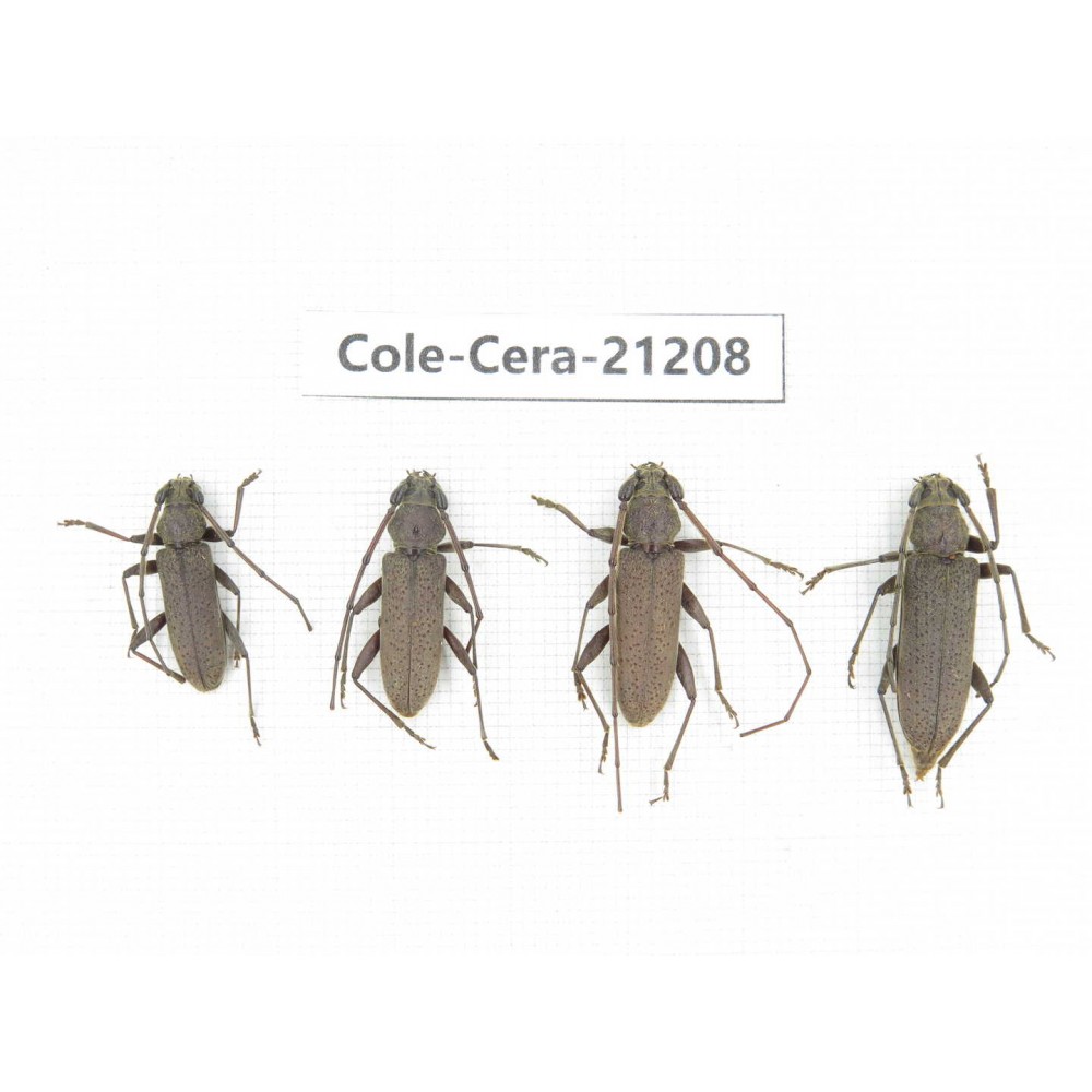 Cerambycidae sp. China, Yunnan, Dehong, Longchuan county. 4Pcs. Cole-Cera-21208.