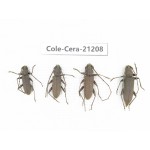 Cerambycidae sp. China, Yunnan, Dehong, Longchuan county. 4Pcs. Cole-Cera-21208.