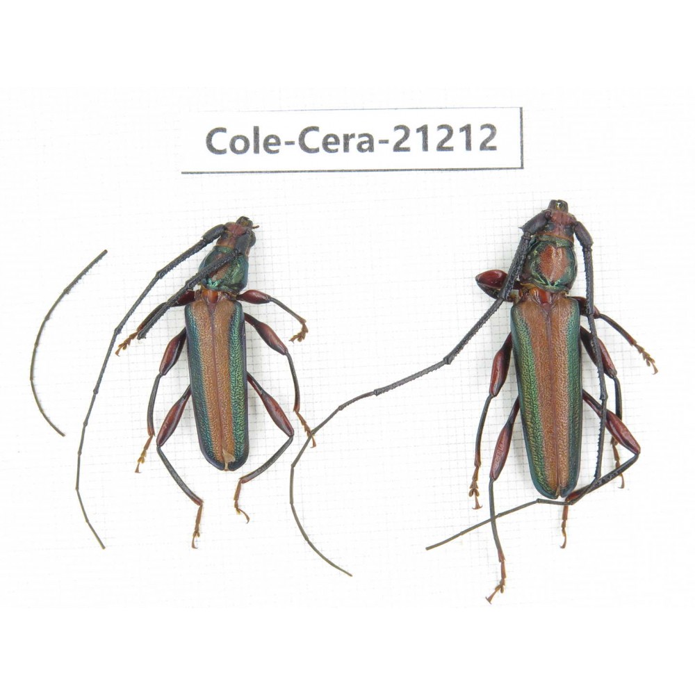 Cerambycidae sp. China, Yunnan, Dehong, Longchuan county. 2Pcs. Cole-Cera-21212.