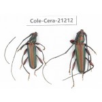 Cerambycidae sp. China, Yunnan, Dehong, Longchuan county. 2Pcs. Cole-Cera-21212.