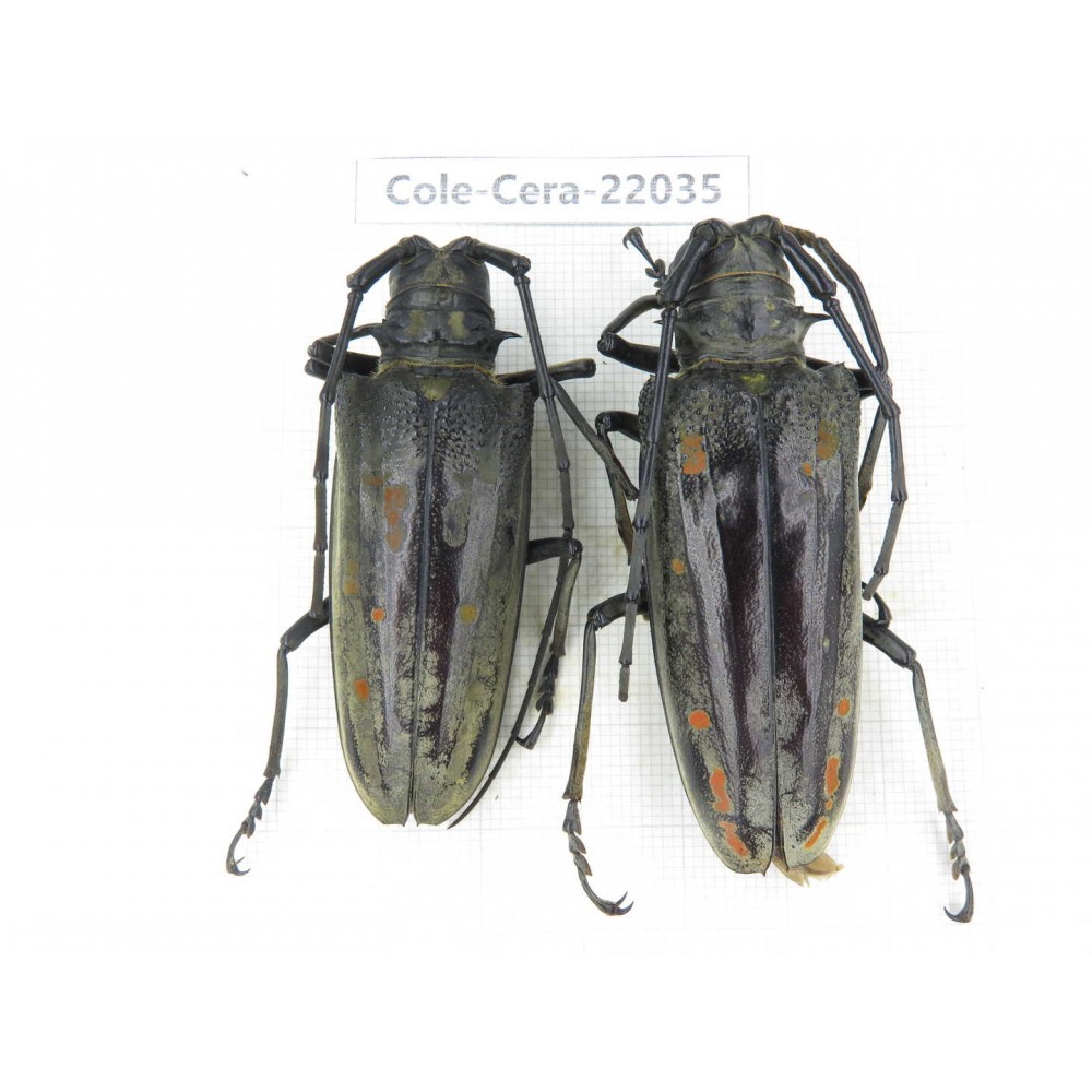Cerambycidae sp. China, Tibet, Linzhi, Bomi county. 2F. Cole-Cera-22035.