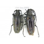 Cerambycidae sp. China, Tibet, Linzhi, Bomi county. 2F. Cole-Cera-22035.