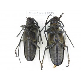 Cerambycidae sp. China, Tibet, Linzhi, Bomi county. 2F. Cole-Cera-22035.