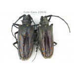 Cerambycidae sp. China, Tibet, Linzhi, Bomi county. 2F. Cole-Cera-22036.