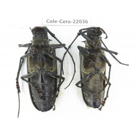 Cerambycidae sp. China, Tibet, Linzhi, Bomi county. 2F. Cole-Cera-22036.