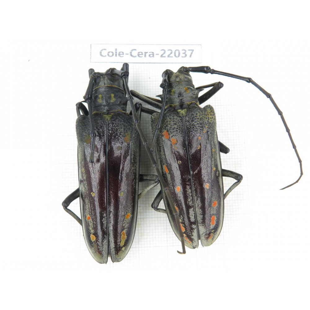 Cerambycidae sp. China, Tibet, Linzhi, Bomi county. 2F. Cole-Cera-22037.