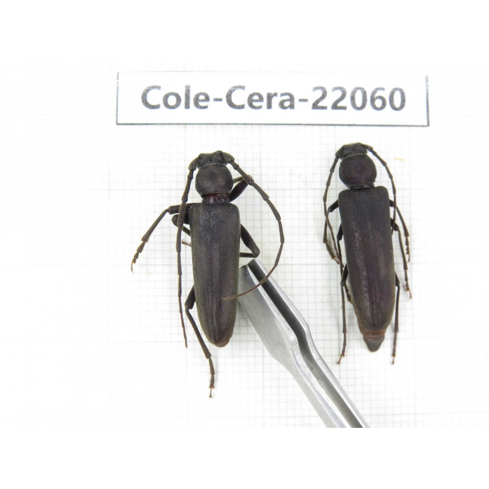 Cerambycidae sp. China, Tibet, Linzhi, Bomi county. 1P. Cole-Cera-22060.