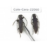 Cerambycidae sp. China, Tibet, Linzhi, Bomi county. 1P. Cole-Cera-22060.