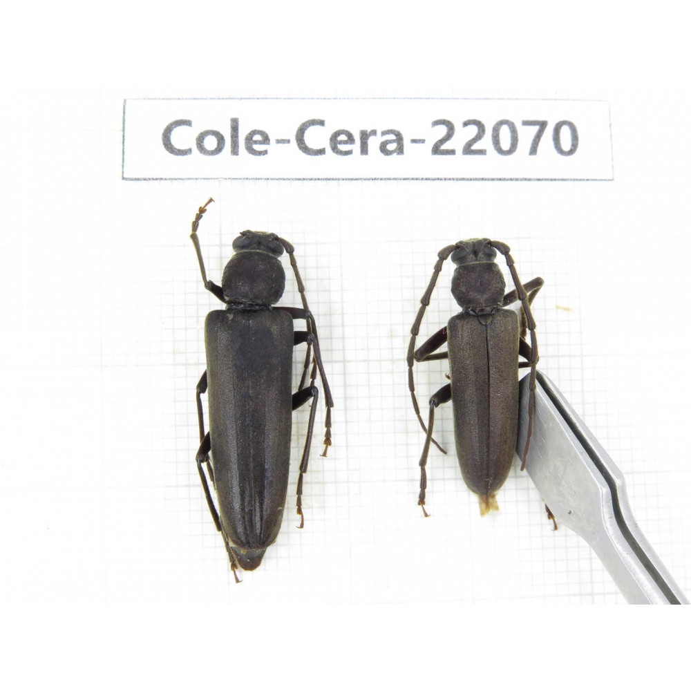 Cerambycidae sp. China, Tibet, Linzhi, Bomi county. 1P. Cole-Cera-22070.