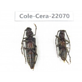 Cerambycidae sp. China, Tibet, Linzhi, Bomi county. 1P. Cole-Cera-22070.