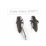 Cerambycidae sp. China, Tibet, Linzhi, Bomi county. 1P. Cole-Cera-22071.