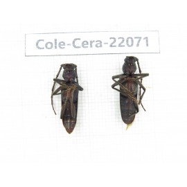 Cerambycidae sp. China, Tibet, Linzhi, Bomi county. 1P. Cole-Cera-22071.