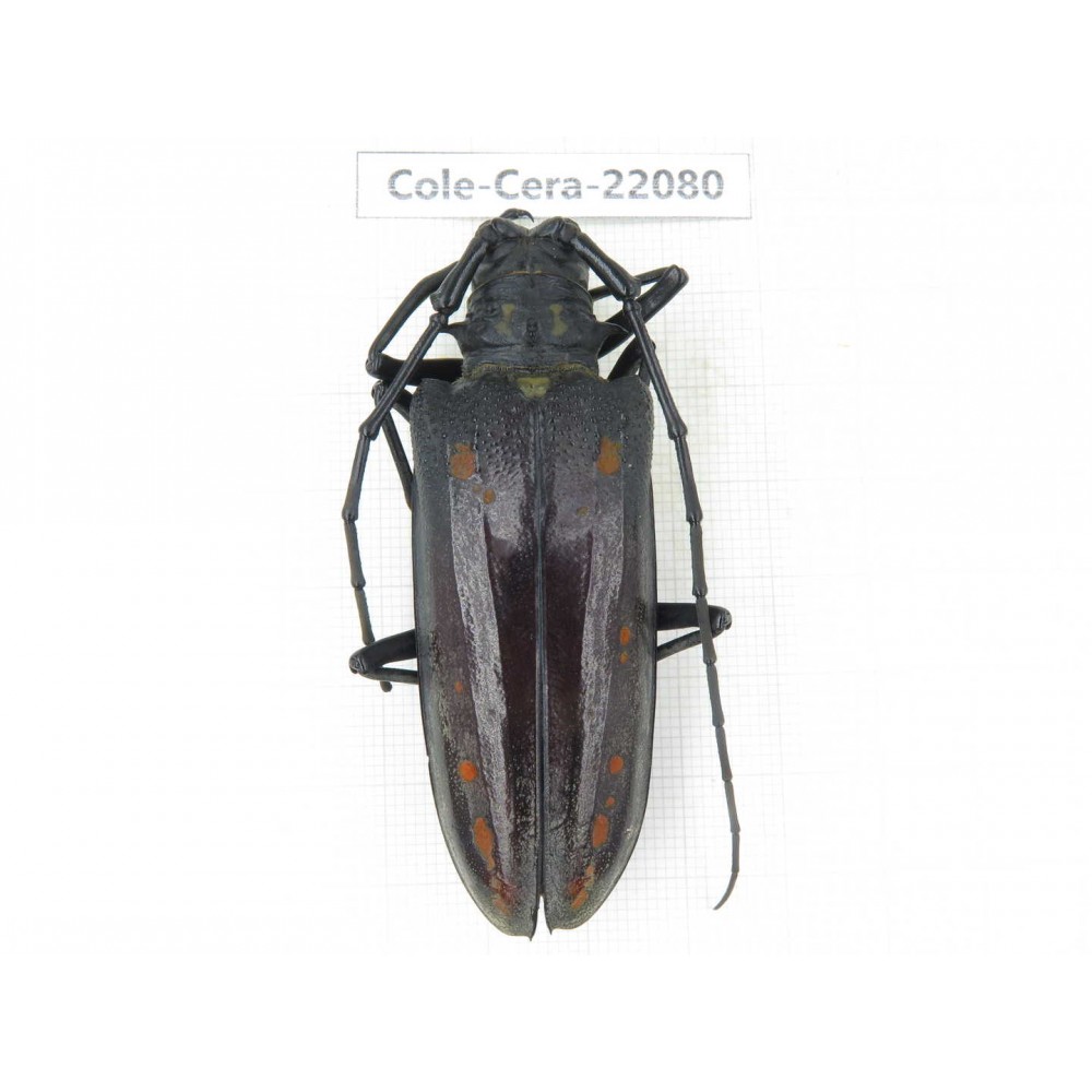 Cerambycidae sp. China, Tibet, Linzhi area, Linzhi town. 1Pcs. Cole-Cera-22080.