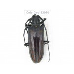 Cerambycidae sp. China, Tibet, Linzhi area, Linzhi town. 1Pcs. Cole-Cera-22080.