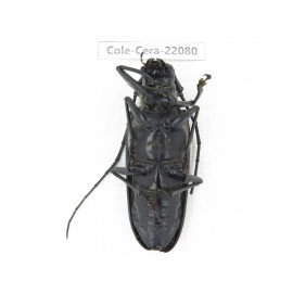 Cerambycidae sp. China, Tibet, Linzhi area, Linzhi town. 1Pcs. Cole-Cera-22080.