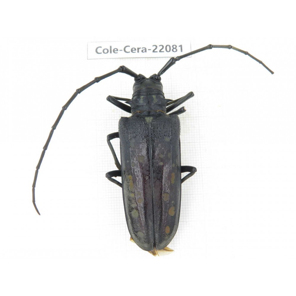Cerambycidae sp. China, Tibet, Linzhi area, Linzhi town. 1Pcs. Cole-Cera-22081.