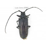 Cerambycidae sp. China, Tibet, Linzhi area, Linzhi town. 1Pcs. Cole-Cera-22081.