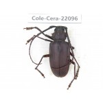 Cerambycidae sp. China, Yunnan, Chuxiong, Shuangbai county (N Mt.Ailaoshan).1Pcs. Cole-Cera-22096.