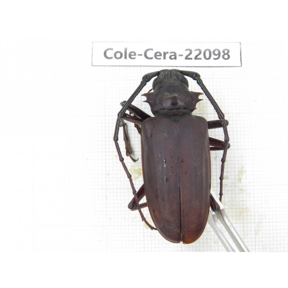 Cerambycidae sp. China, Yunnan, Chuxiong, Shuangbai county (N Mt.Ailaoshan).1Pcs. Cole-Cera-22098.
