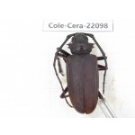 Cerambycidae sp. China, Yunnan, Chuxiong, Shuangbai county (N Mt.Ailaoshan).1Pcs. Cole-Cera-22098.