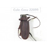 Cerambycidae sp. China, Yunnan, Chuxiong, Shuangbai county (N Mt.Ailaoshan).1Pcs. Cole-Cera-22099.