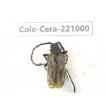 Cerambycidae sp. China, Yunnan, Xiangerila, Weixi county. 1Pcs. Cole-Cera-221000.