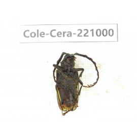 Cerambycidae sp. China, Yunnan, Xiangerila, Weixi county. 1Pcs. Cole-Cera-221000.