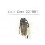 Cerambycidae sp. China, Yunnan, Xiangerila, Weixi county. 1Pcs. Cole-Cera-221001.