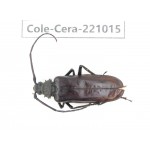 Cerambycidae sp. Myanmar, Kechin area, Nanse. 1Pcs. Cole-Cera-221015.