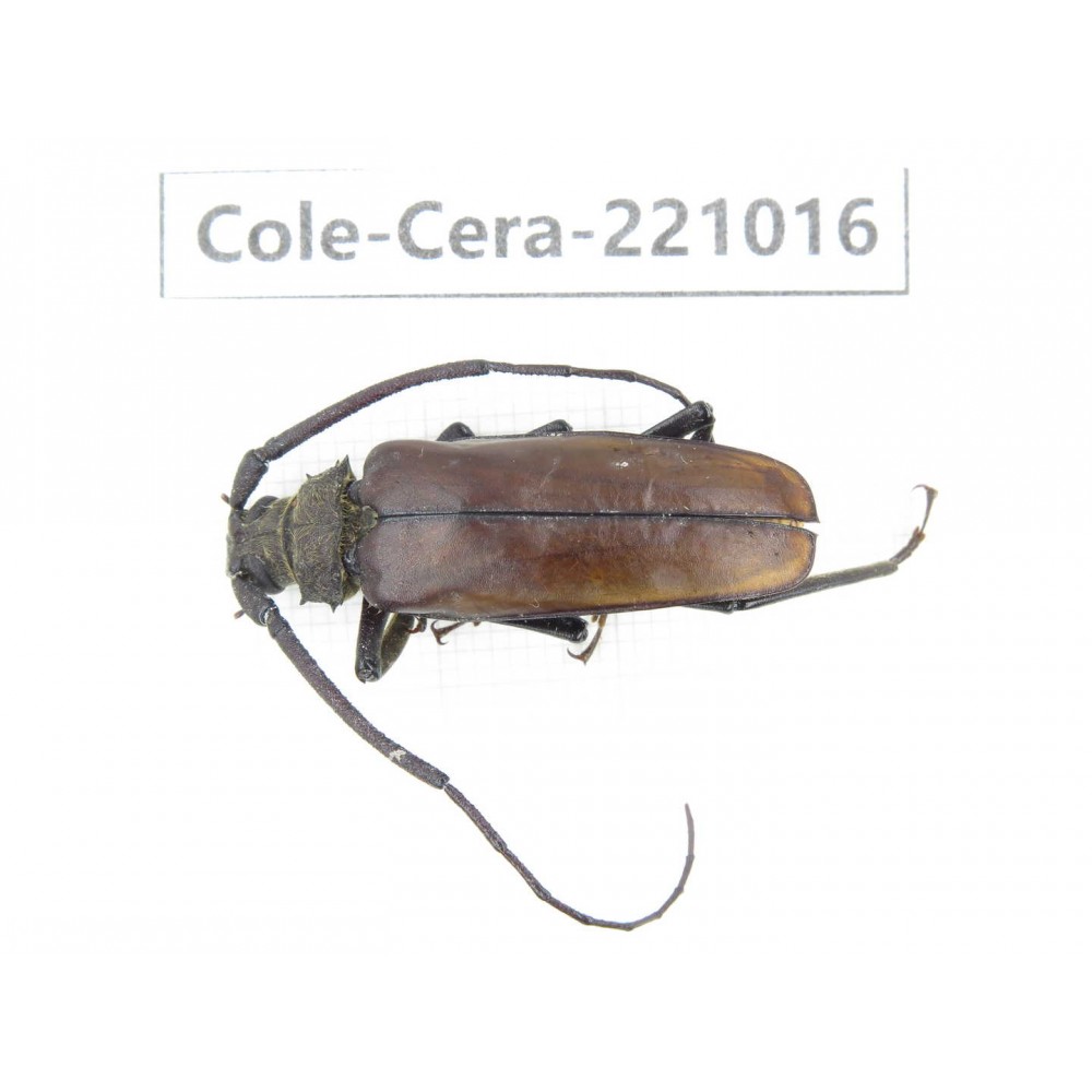 Cerambycidae sp. Myanmar, Kechin area, Nanse. 1Pcs. Cole-Cera-221016.