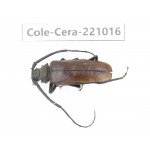 Cerambycidae sp. Myanmar, Kechin area, Nanse. 1Pcs. Cole-Cera-221016.