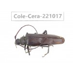 Cerambycidae sp. Myanmar, Kechin area, Nanse. 1Pcs. Cole-Cera-221017.