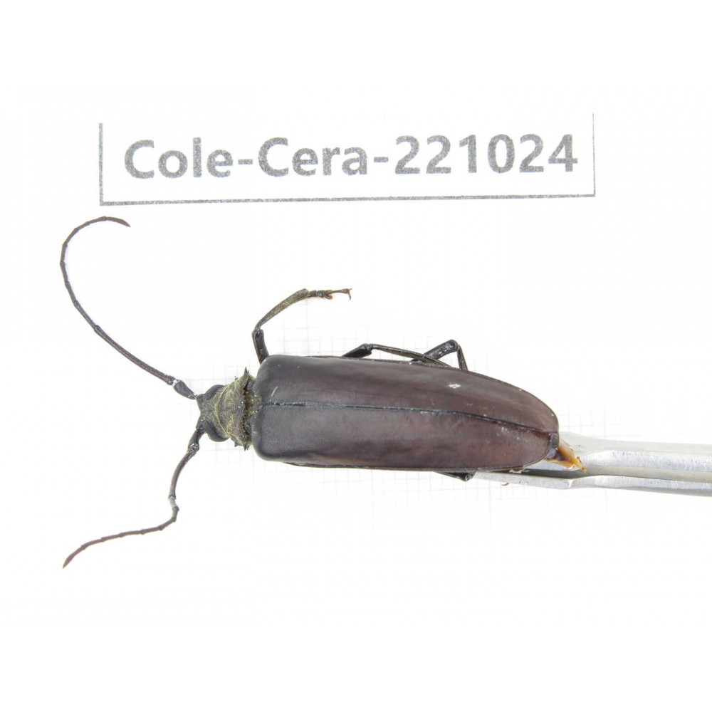 Cerambycidae sp. Myanmar, Kechin area, Nanse. 1Pcs. Cole-Cera-221024.