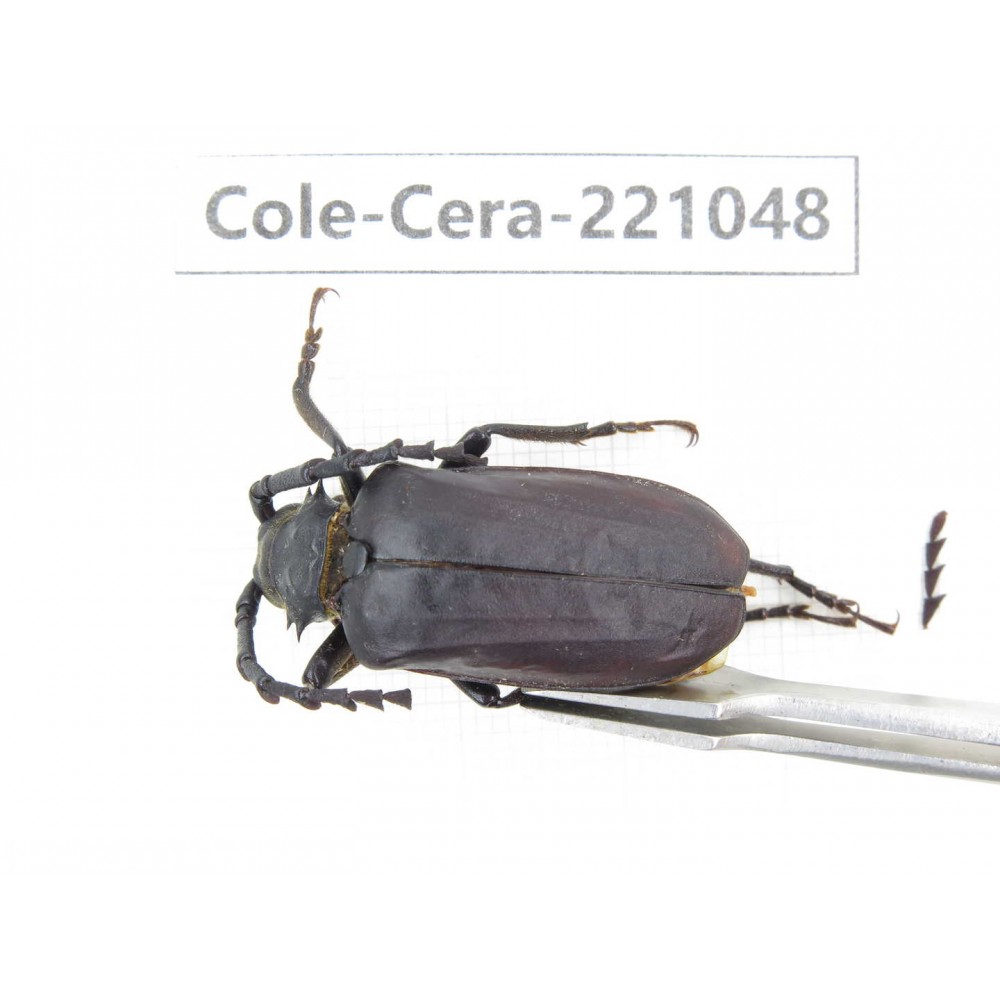 Cerambycidae sp. Myanmar, Kechin area, Nanse. 1Pcs. Cole-Cera-221048.