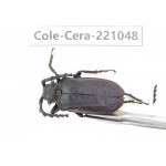 Cerambycidae sp. Myanmar, Kechin area, Nanse. 1Pcs. Cole-Cera-221048.