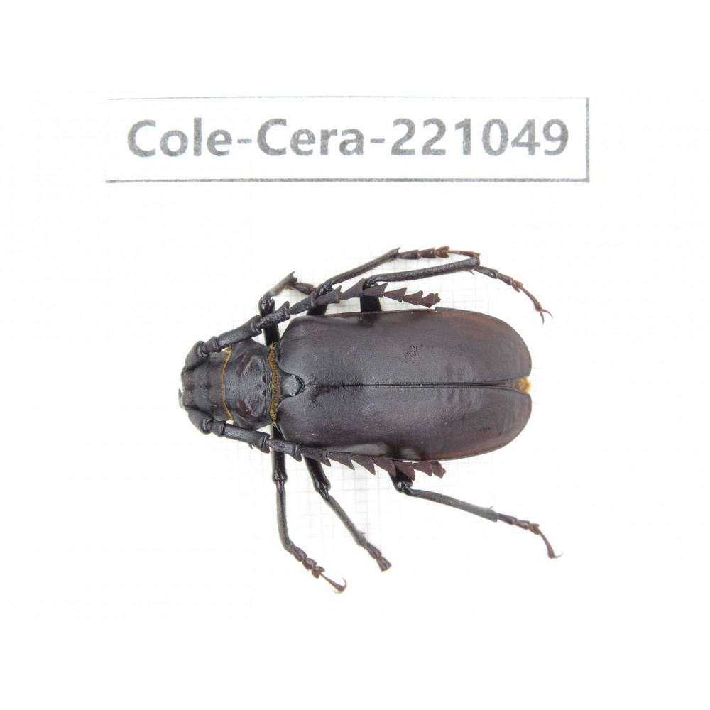 Cerambycidae sp. Myanmar, Kechin area, Nanse. 1Pcs. Cole-Cera-221049.