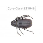 Cerambycidae sp. Myanmar, Kechin area, Nanse. 1Pcs. Cole-Cera-221049.