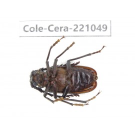 Cerambycidae sp. Myanmar, Kechin area, Nanse. 1Pcs. Cole-Cera-221049.